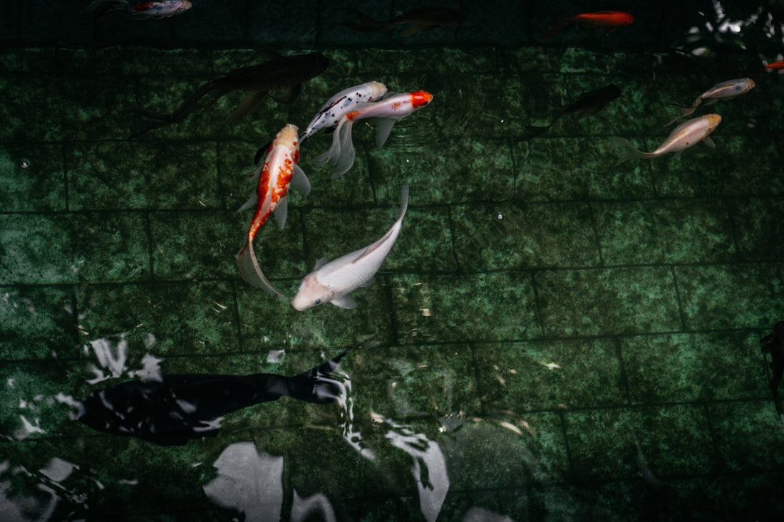Spring Koi Care Guide: How to Protect Your Koi & Pond After Winter