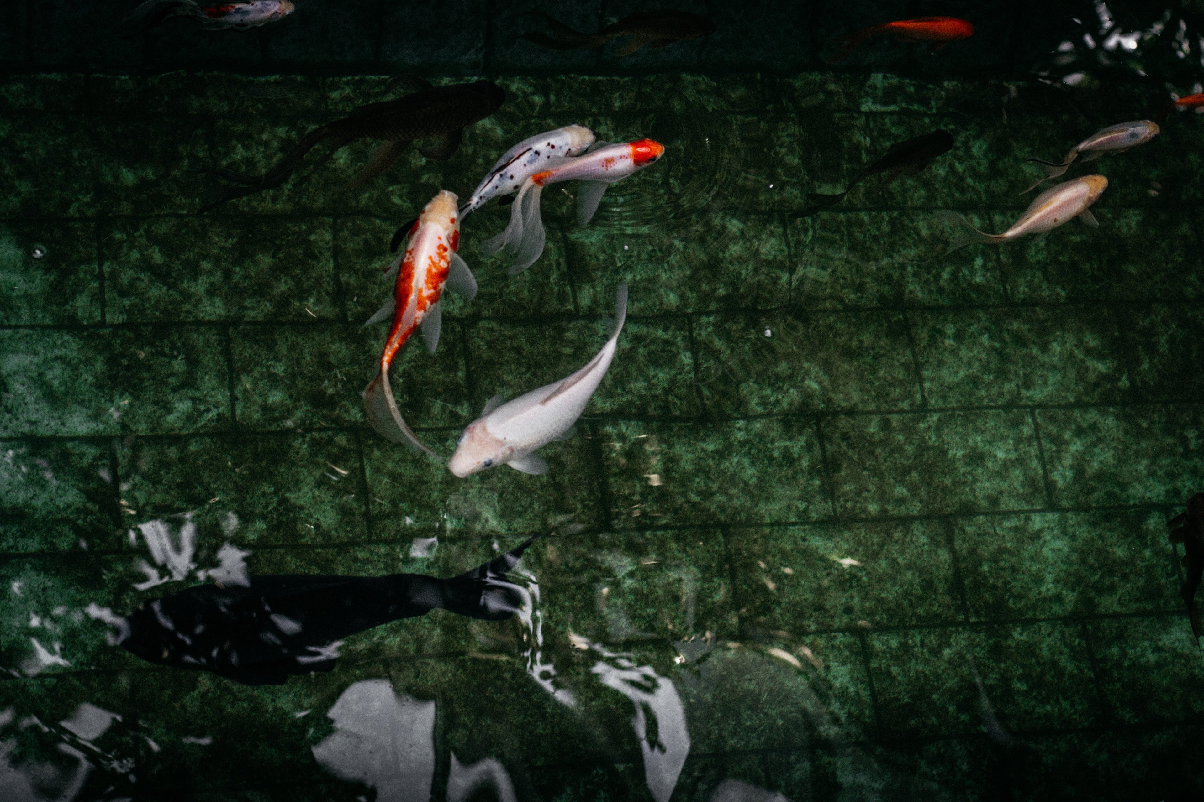 Spring Koi Care Guide: How to Protect Your Koi & Pond After Winter
