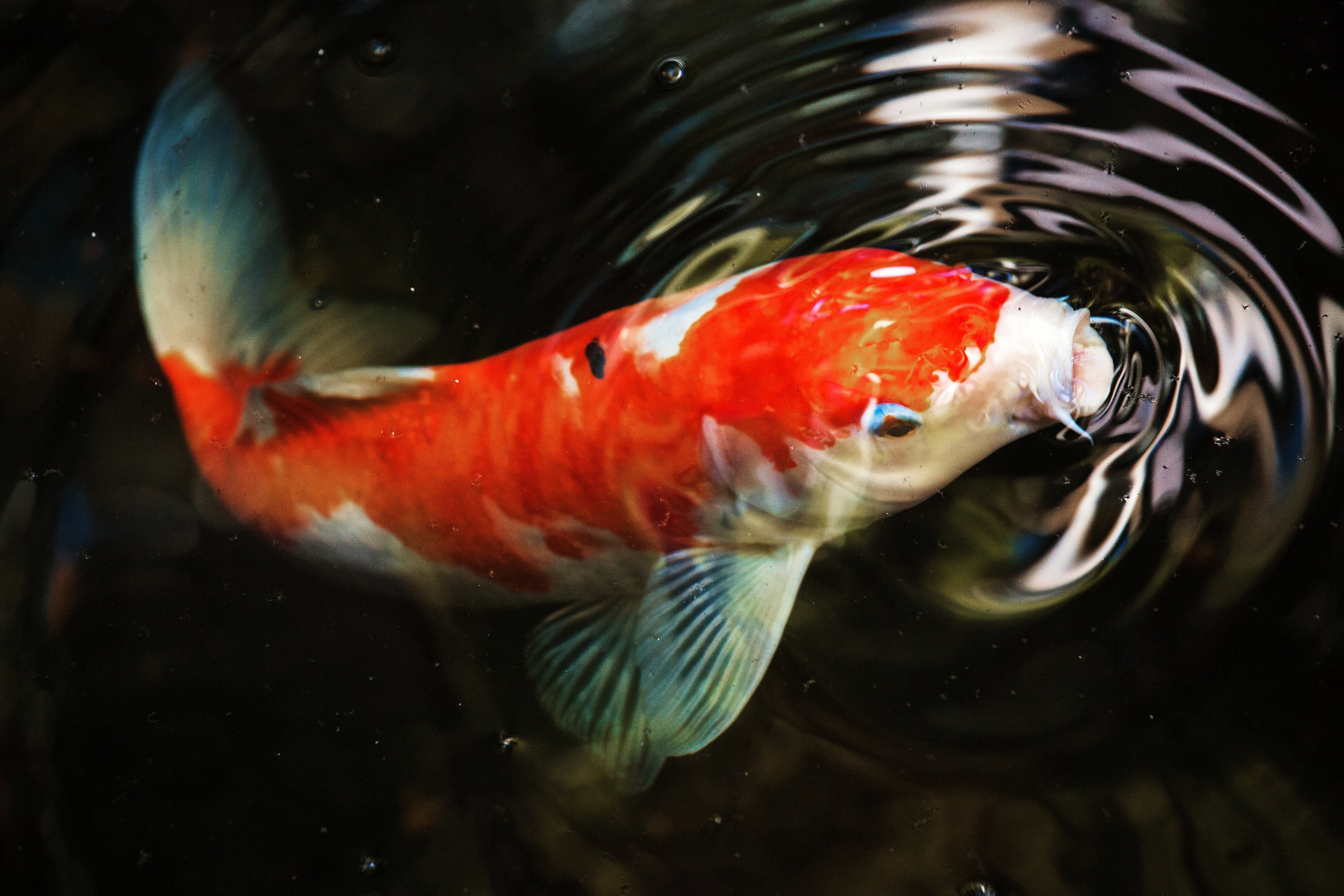Winter Koi Pond Care: How to Keep Your Koi Safe, Stable, and Healthy in Cold Water
