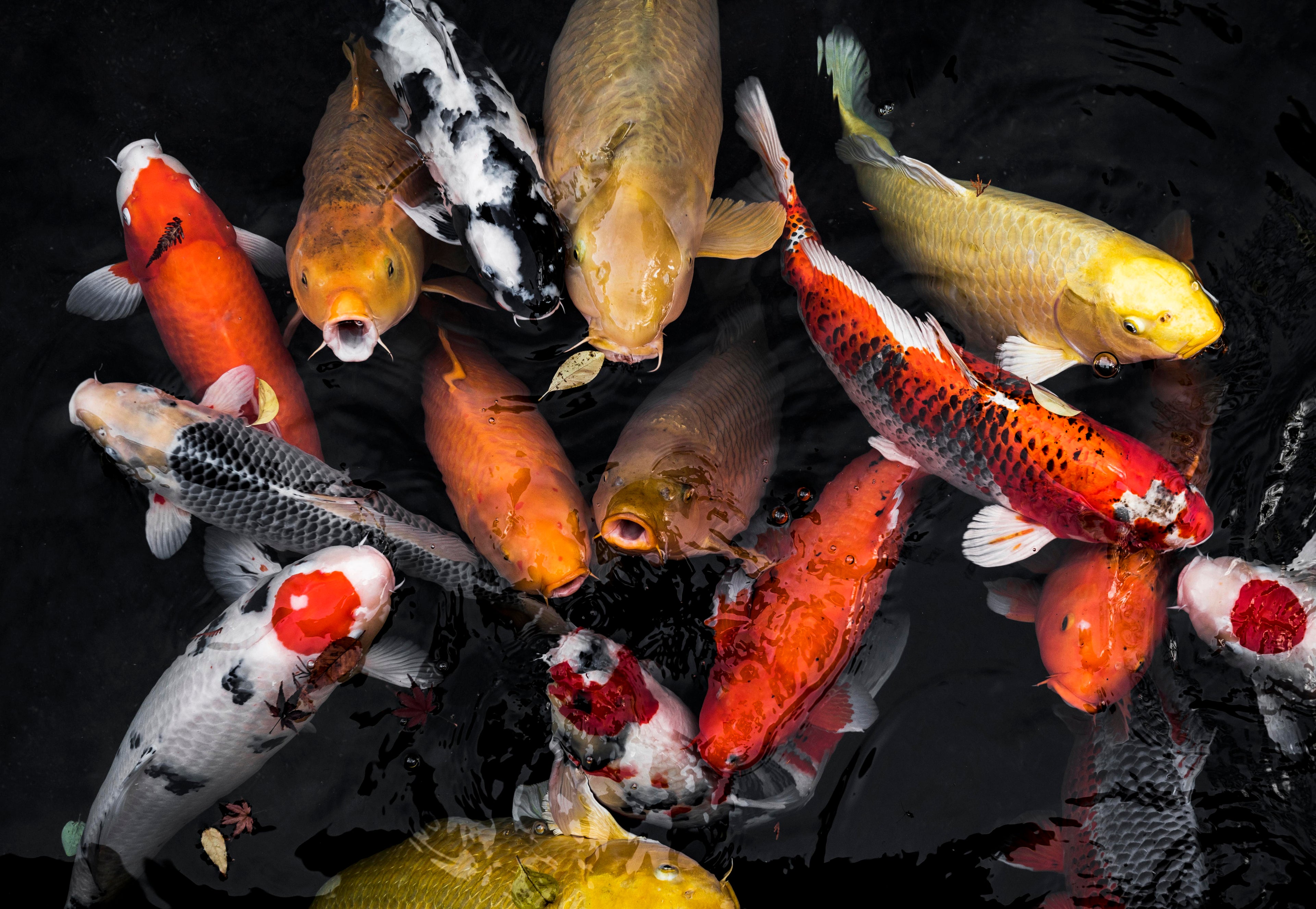 Koi Pond Maintenance Guide: How to Keep Your Koi Healthy Year-Round
